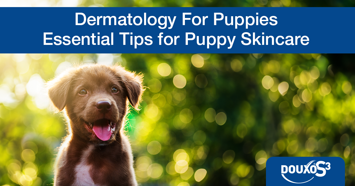 Dermatology for puppies: essential tips for puppy skincare