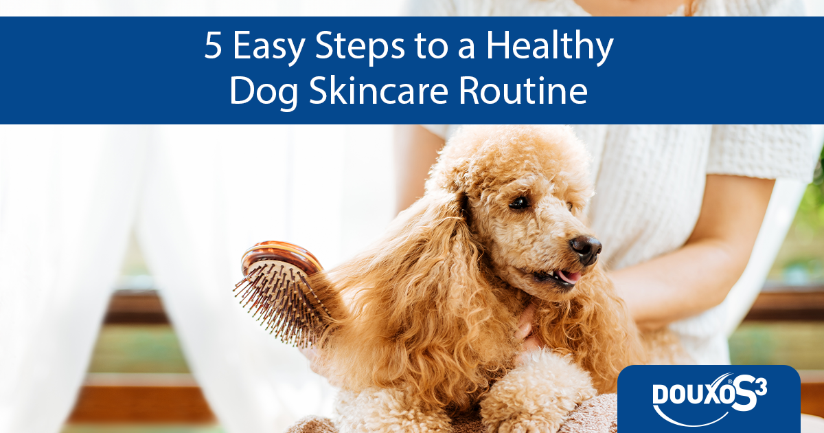 5 easy steps of a healthy dog skincare routine