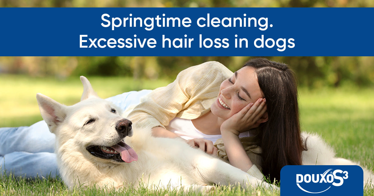 Springtime cleaning. Excessive hair loss in dogs