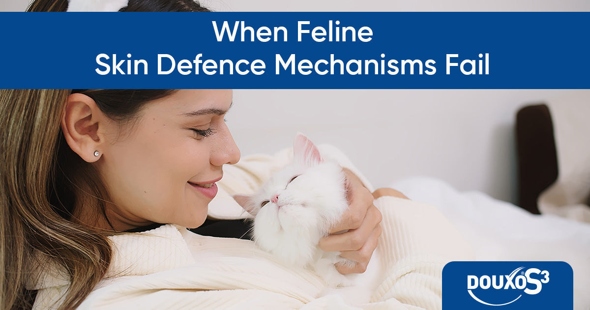 When feline skin defence mechanisms fail