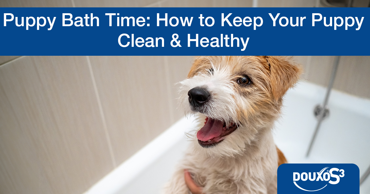 Puppy bath time: How to keep your puppy clean & healthy