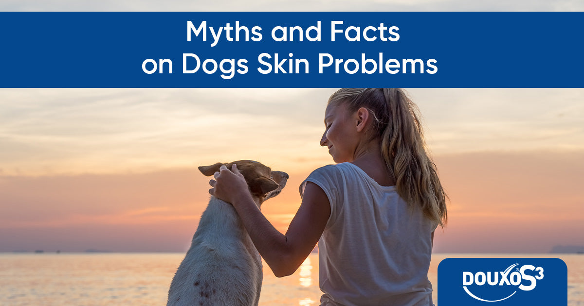Myths and facts on dogs’ skin problems