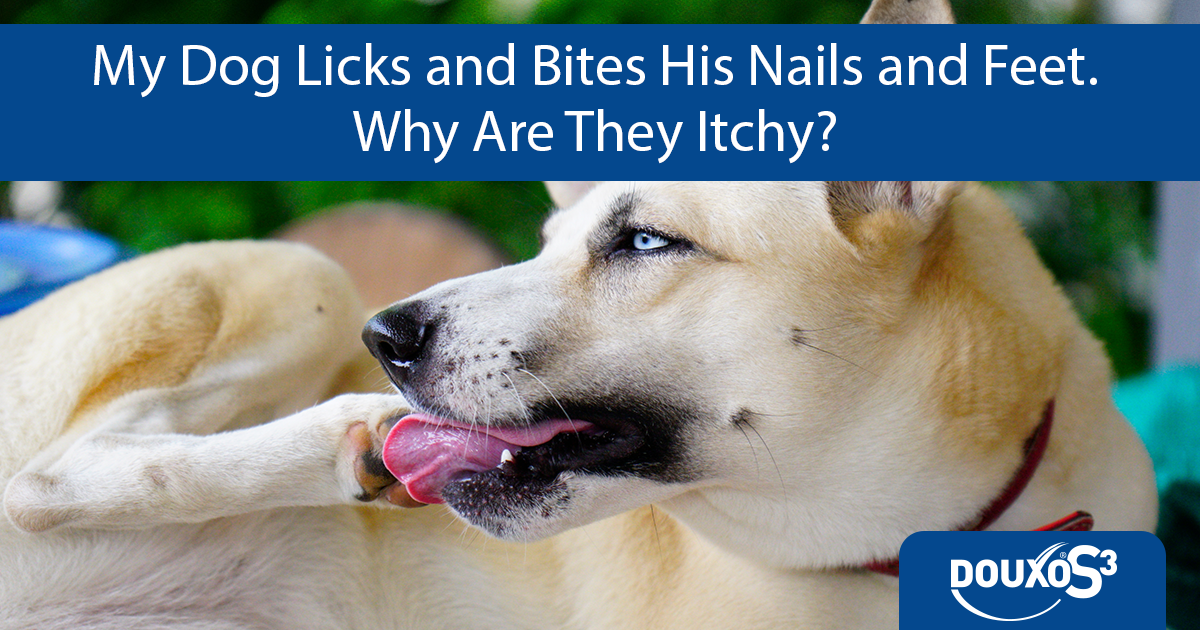 My dog licks and bites his nails and feet. Why are they itchy?
