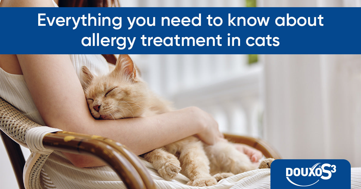 Everything you need to know about allergy treatment in cats