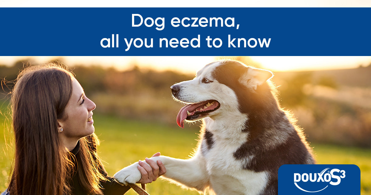 Dog eczema: all you need to know