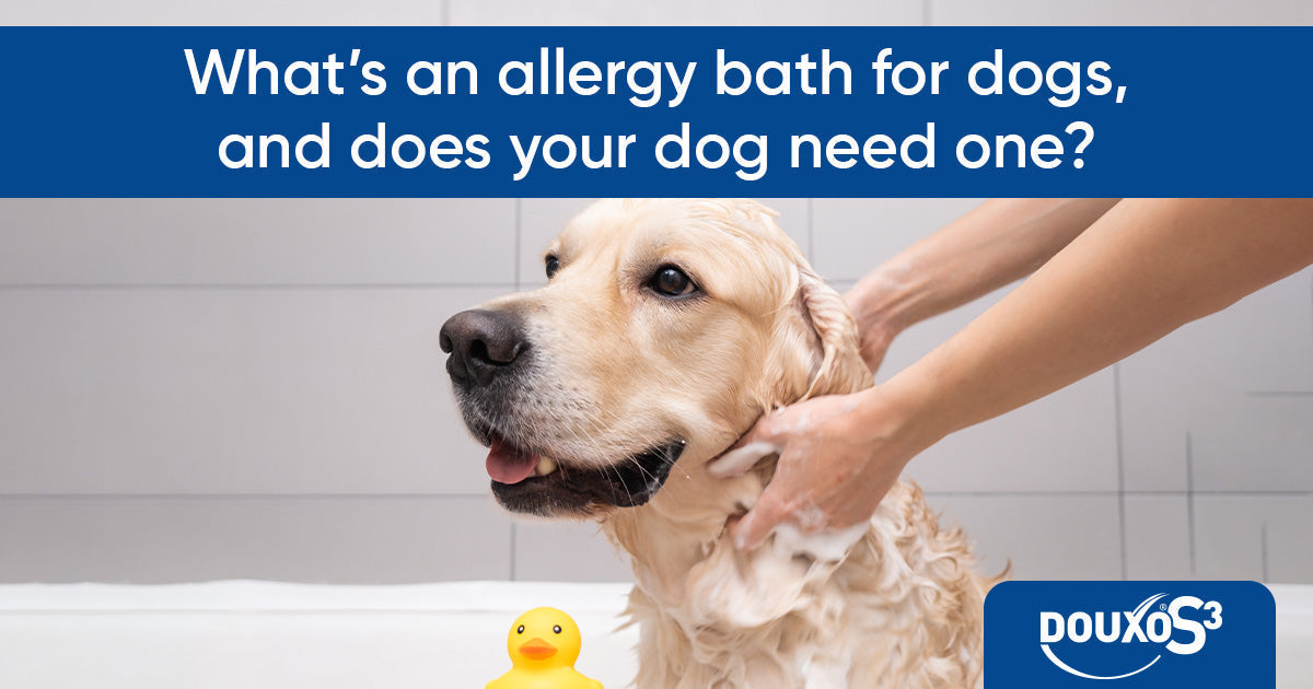 What’s an allergy bath for dogs, and does your dog need one?