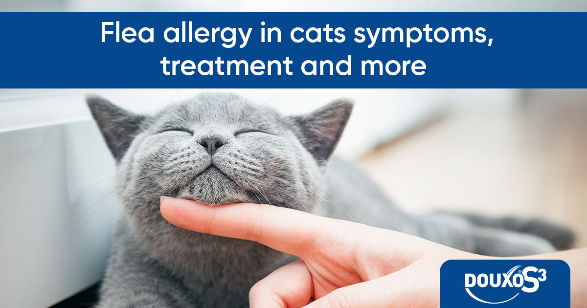 Flea allergy in cats: symptoms, treatment and more