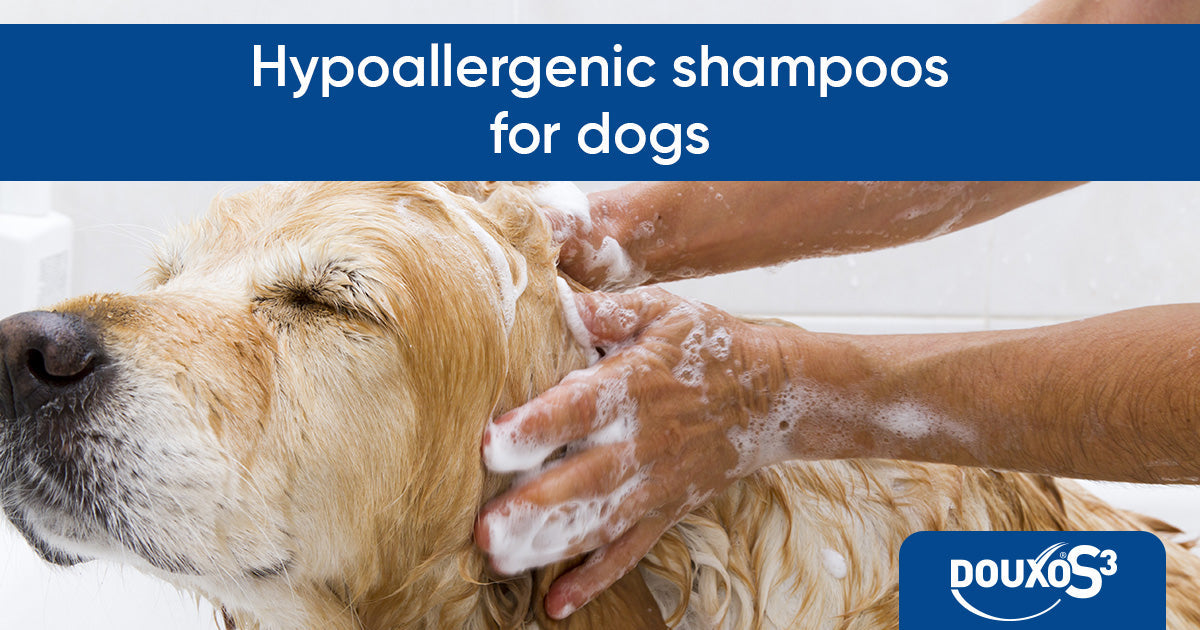 Hypoallergenic shampoos for dogs: what are they and when should you use one?