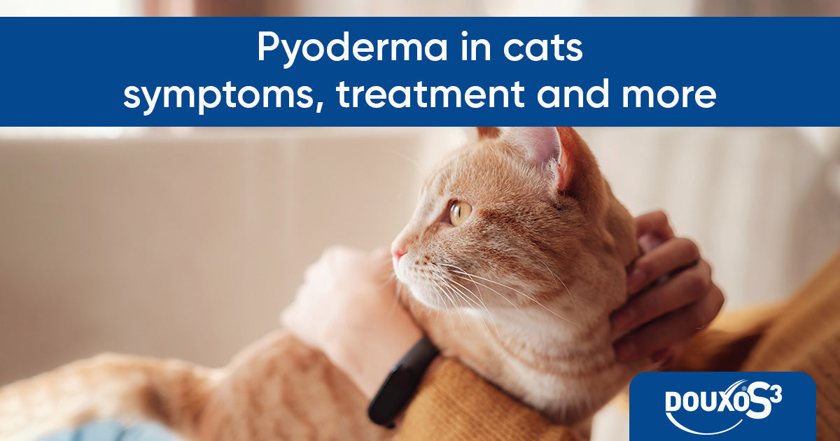 Pyoderma in cats: symptoms, treatment and more