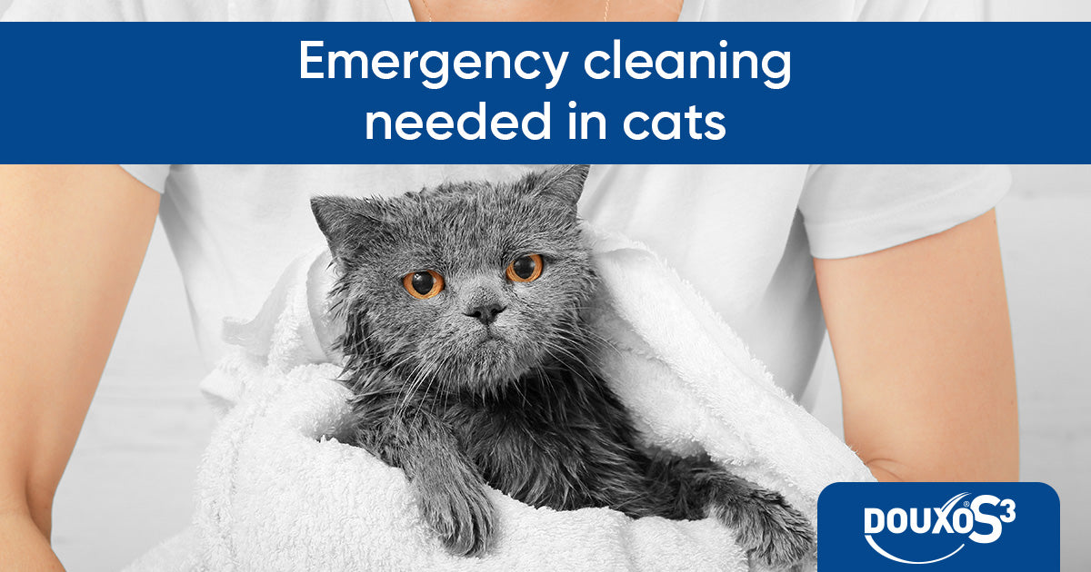 Emergency cleaning needed in cats