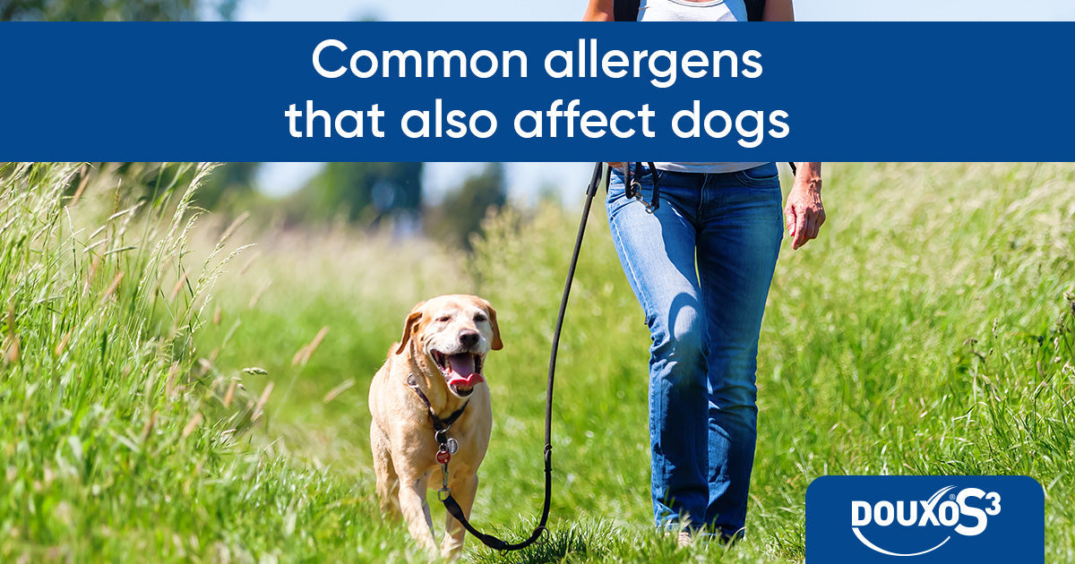 Common allergens that also affect dogs: pollens, weeds and mites
