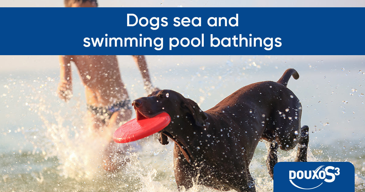 Dogs sea and swimming pool bathings