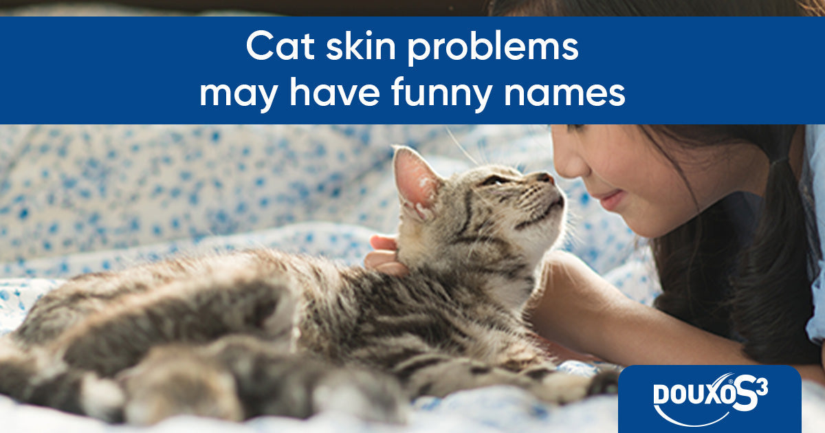 Cat skin problems may have funny names
