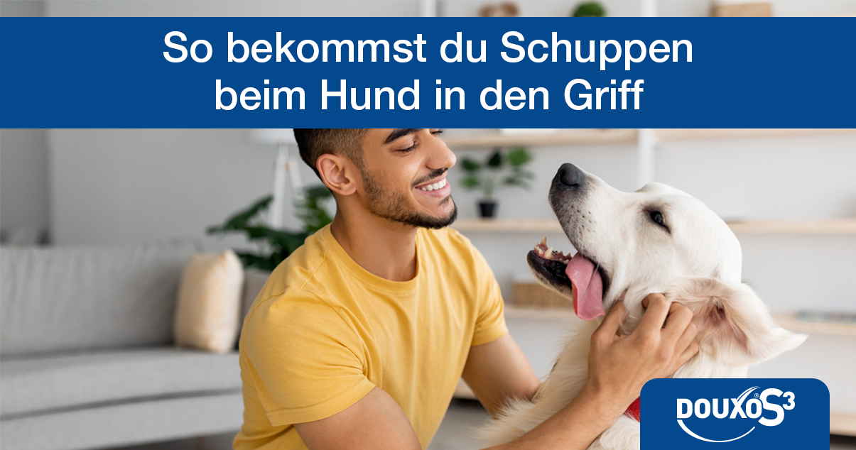 So bekommst du Schuppen beim Hund in den Griff