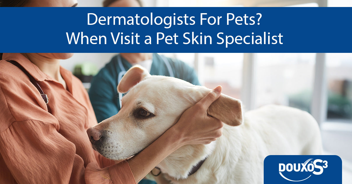 Dermatologists for pets? When you should see a pet skin specialist.