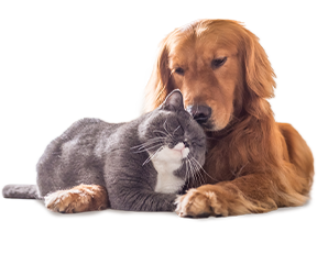 Hund und Katze, die kuscheln