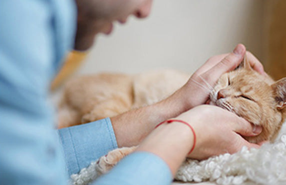 Orange Katze, die von einem Mann in blauem Hemd gekrault wird