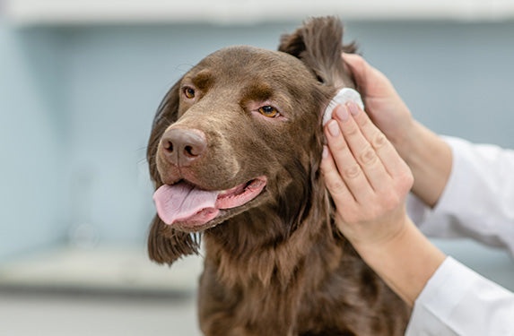 Einem braunen Langhaarhund werden die Ohren mit einem Wattepad gereinigt.