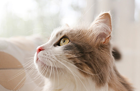 Nahaufnahme von dem Kopf einer weiß-braunen Katze im Profil.