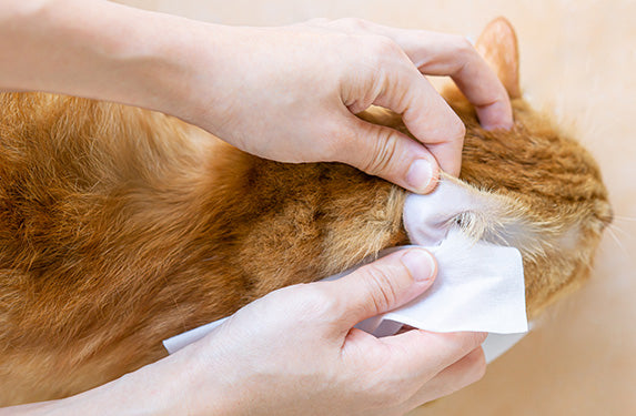 Die Ohren einer orangenen Katze werden gereinigt. Das Bild ist von oben aufgenommen.