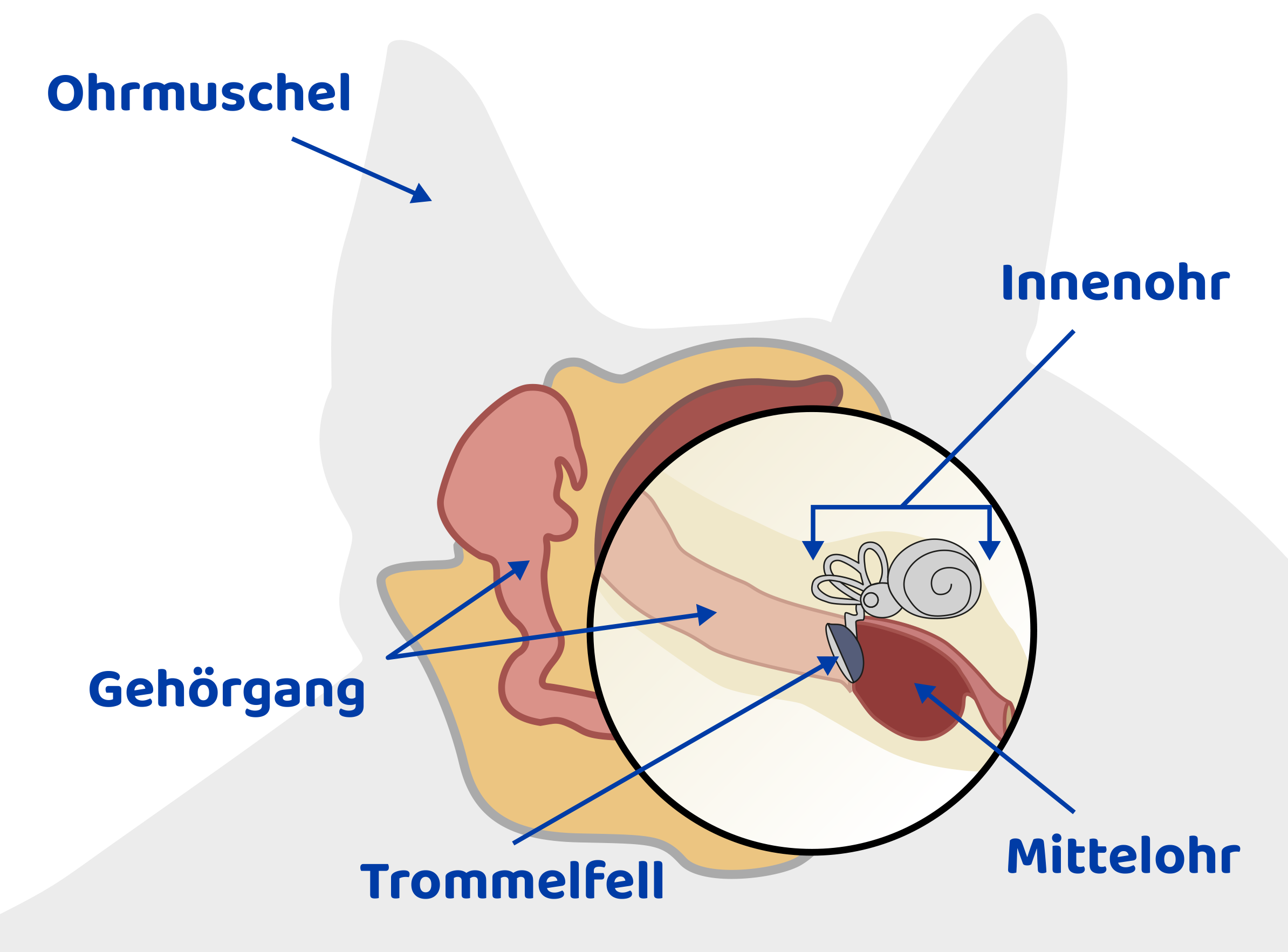 Animiertes Schema eines Hundeohrs