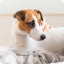 Hunde