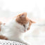 Katzen