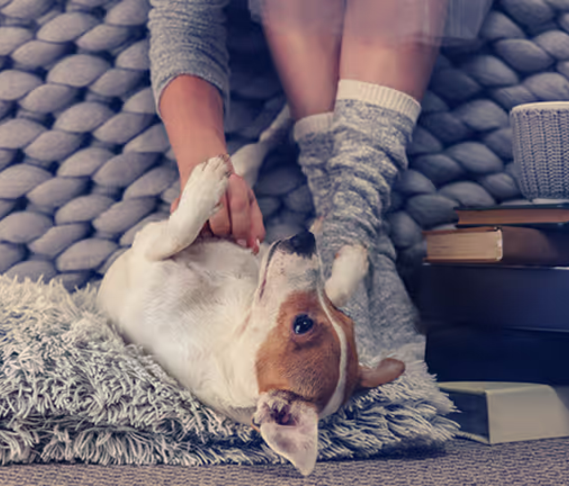 Speielender Hund