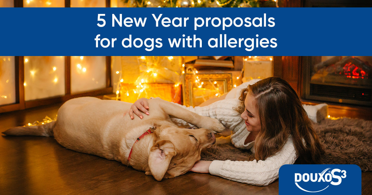 5 New Year’s proposals for dogs with allergies
