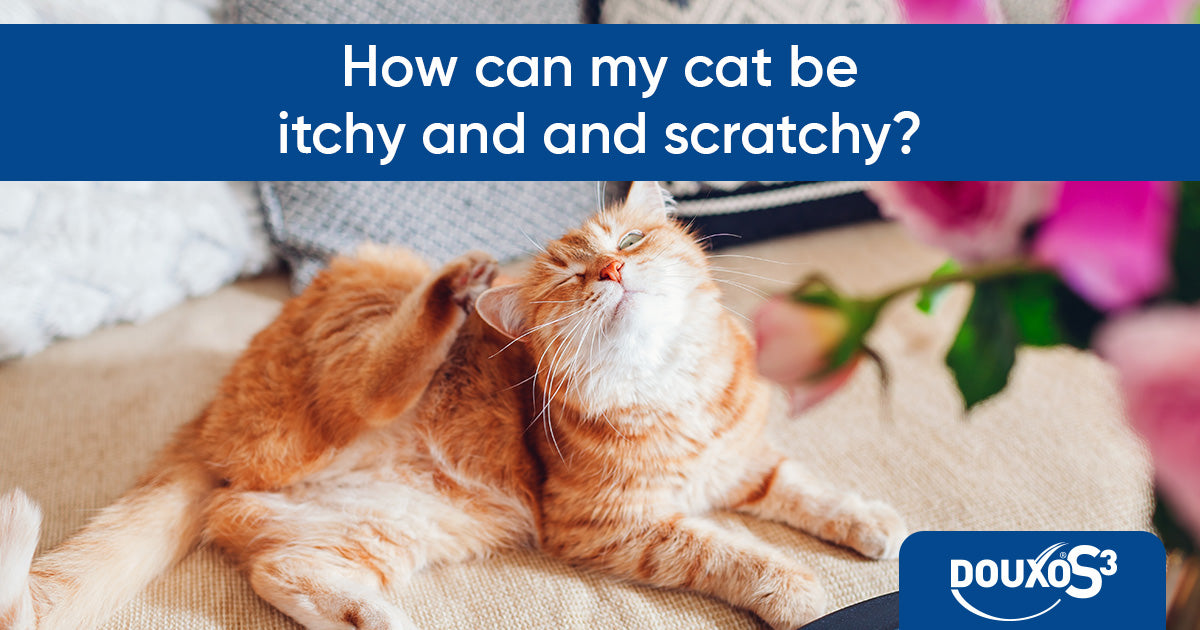 How can my cat be itchy and scratchy? He lives indoors!