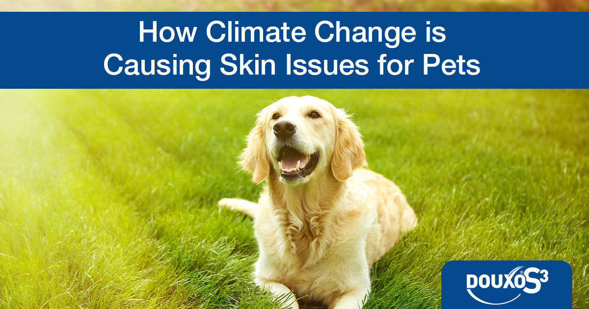 How climate change is causing skin issues for pets