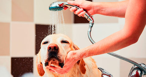 Wie oft sollte ich meinen Hund baden?