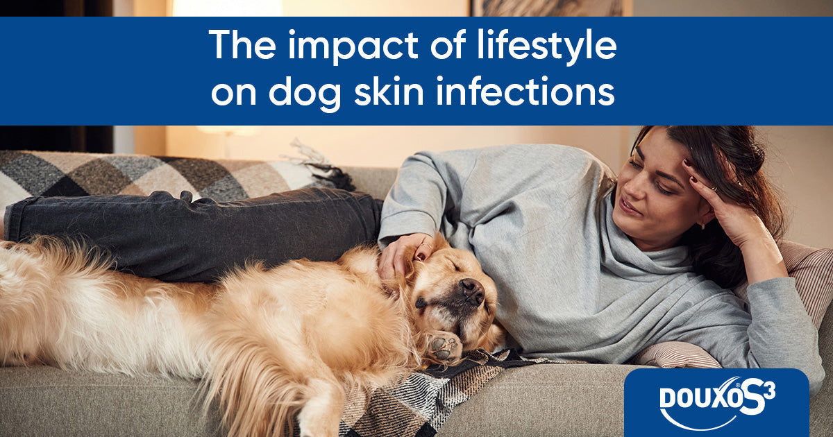 The impact of lifestyle on dog skin infections