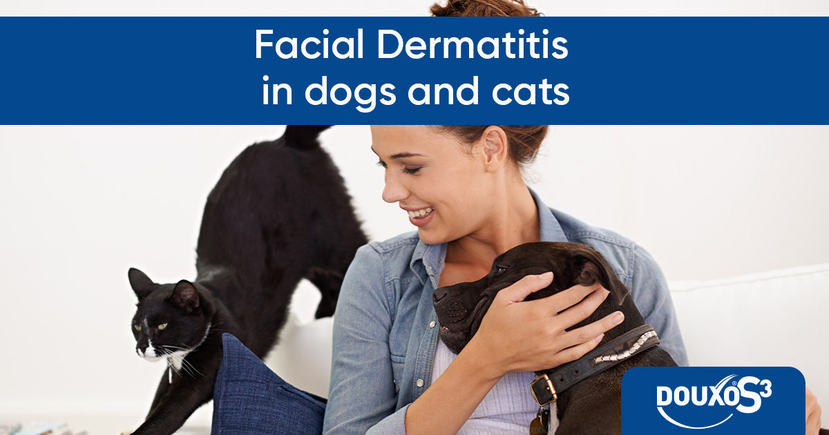 Facial dermatitis in dogs and cats