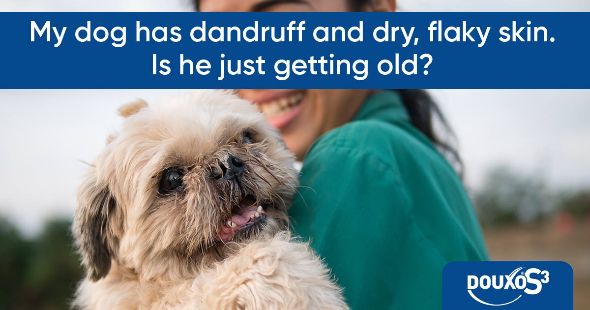 My dog has dandruff and dry, flaky skin. Is he just getting old?