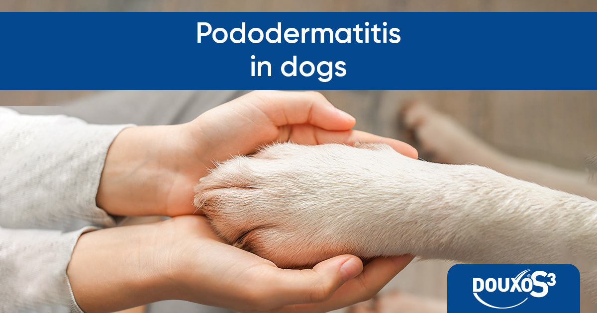 Pododermatitis in dogs