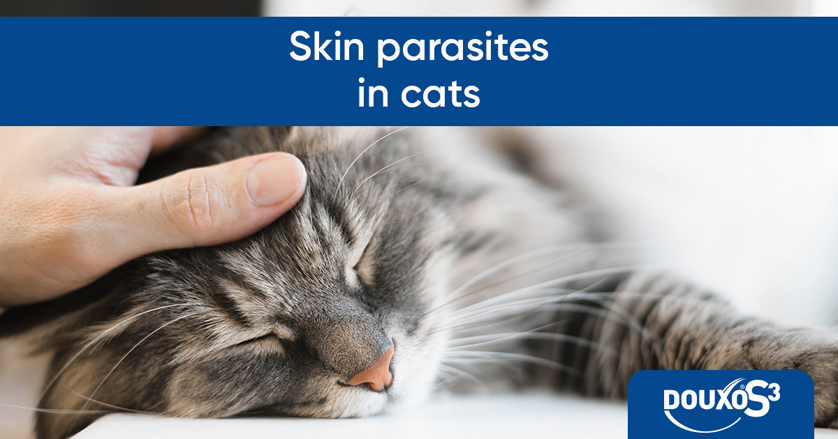 Skin parasites in cats