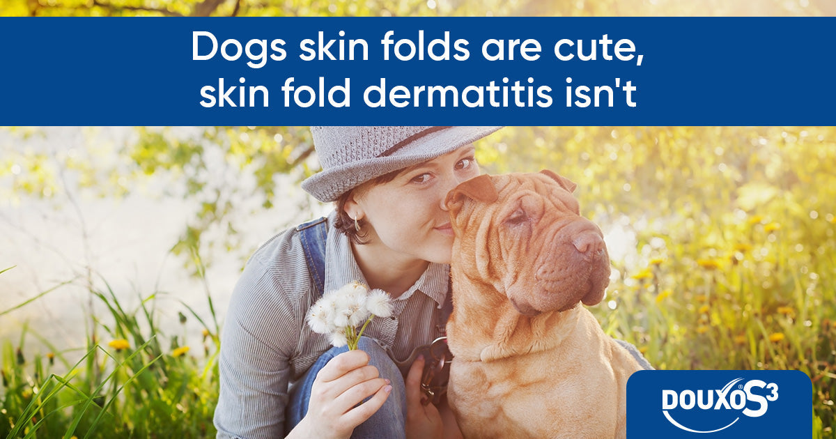 Skin folds are cute - skin fold dermatitis isn't