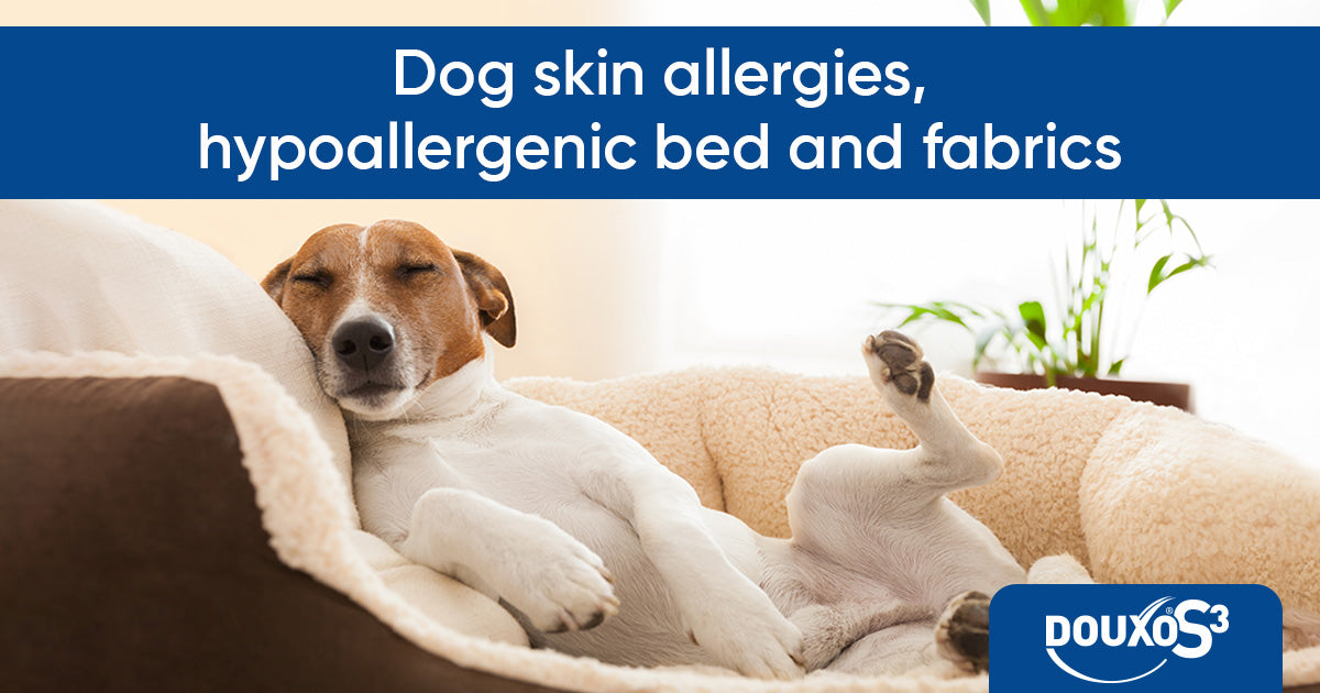 Dog skin allergies, hypoallergenic bed and fabrics