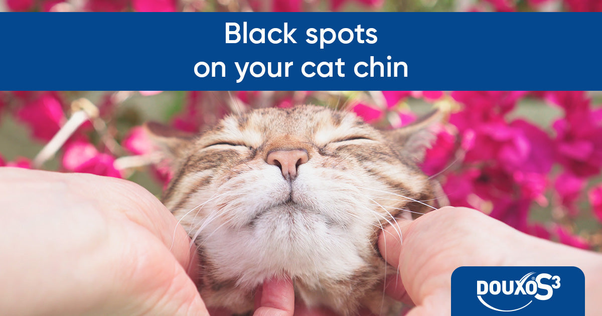 Black spots on your cat chin?