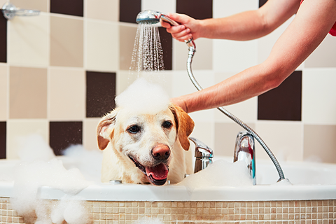 How often should I bathe my dog?