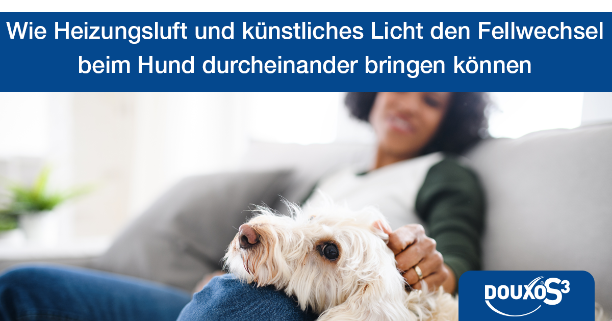 Wie Heizungsluft und künstliches Licht den Fellwechsel beim Hund durcheinander bringen können