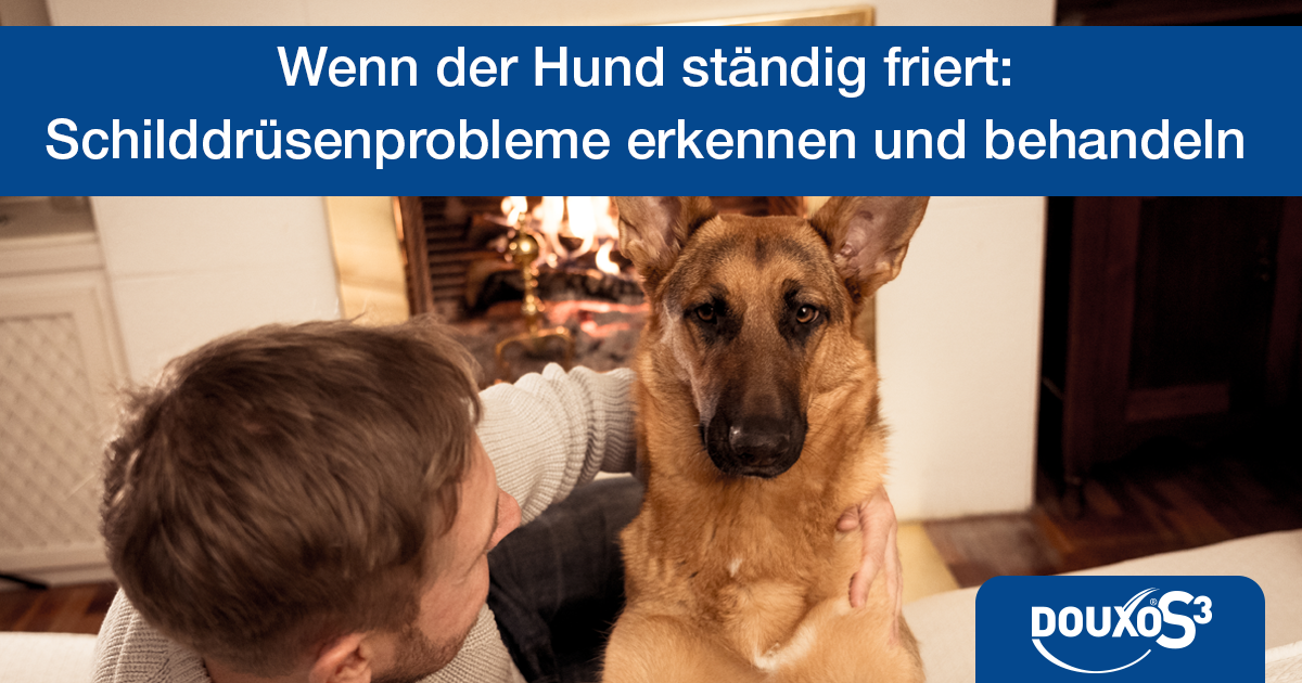 Wenn der Hund ständig friert: Schilddrüsenprobleme erkennen und behandeln