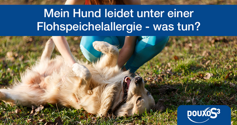 Mein Hund leidet unter einer Flohspeichelallergie - was tun?
