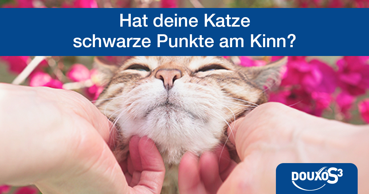 Hat deine Katze schwarze Punkte am Kinn?