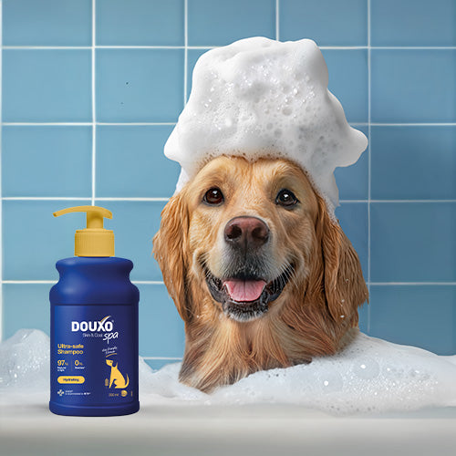 Golden Retriever in einem Schaumbad neben dem DOUXO SPA Oatmeal Shampoo